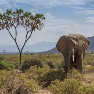 Samburu - Elephant